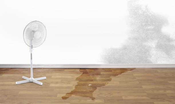 Best Flood damage cleanup  in Lawtey, FL